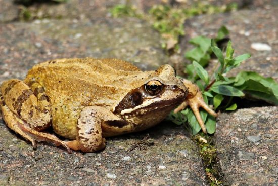 scopri il mondo delle erbacce: caratteristiche, impatti ambientali e metodi di controllo per difendere il tuo giardino e coltivazioni. approfondisci la conoscenza delle piante infestanti e come gestirle efficacemente!