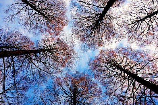 scopri la bellezza degli alberi ornamentali: splendide piante che arricchiscono giardini e spazi verdi con colori vibranti e forme eleganti. perfetti per dare un tocco speciale al tuo paesaggio!