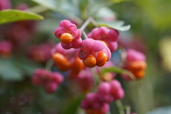 scopri l'arte della coltivazione di arbusti. dalla scelta delle varietà adatte alla cura e manutenzione, impara tutti i segreti per avere un giardino rigoglioso e pieno di vita.