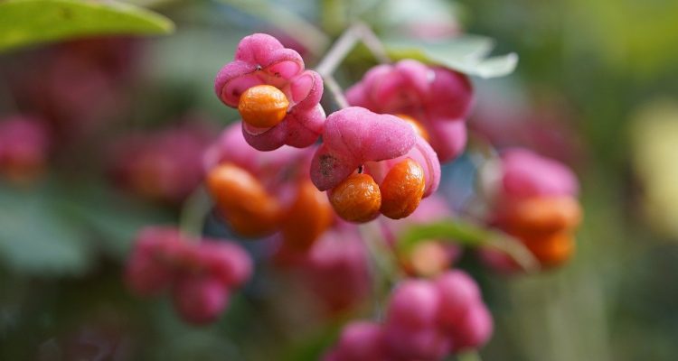 scopri l'arte della coltivazione di arbusti. dalla scelta delle varietà adatte alla cura e manutenzione, impara tutti i segreti per avere un giardino rigoglioso e pieno di vita.
