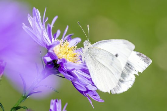 scopri l'importanza della consapevolezza ambientale e come piccole azioni quotidiane possano fare la differenza. unisciti a noi nella lotta per un pianeta più sostenibile!