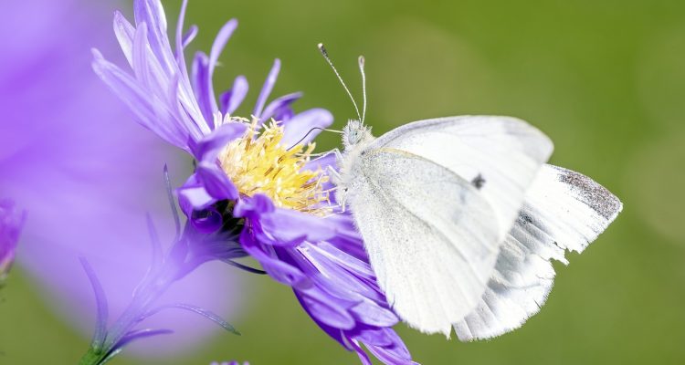 scopri l'importanza della consapevolezza ambientale e come piccole azioni quotidiane possano fare la differenza. unisciti a noi nella lotta per un pianeta più sostenibile!