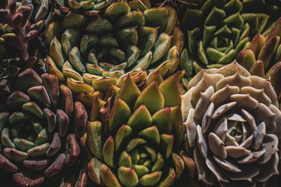 scopri l'arte del giardinaggio succulento: consigli pratici, varietà affascinanti e tecniche per coltivare piante grasse rigogliose e sane nel tuo giardino o sul balcone.