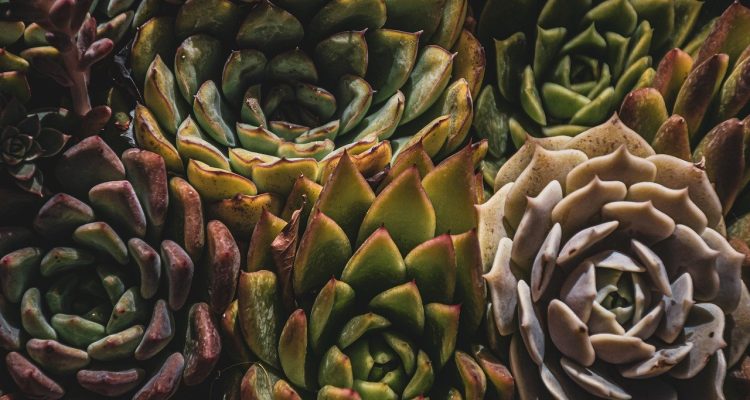 scopri l'arte del giardinaggio succulento: consigli pratici, varietà affascinanti e tecniche per coltivare piante grasse rigogliose e sane nel tuo giardino o sul balcone.