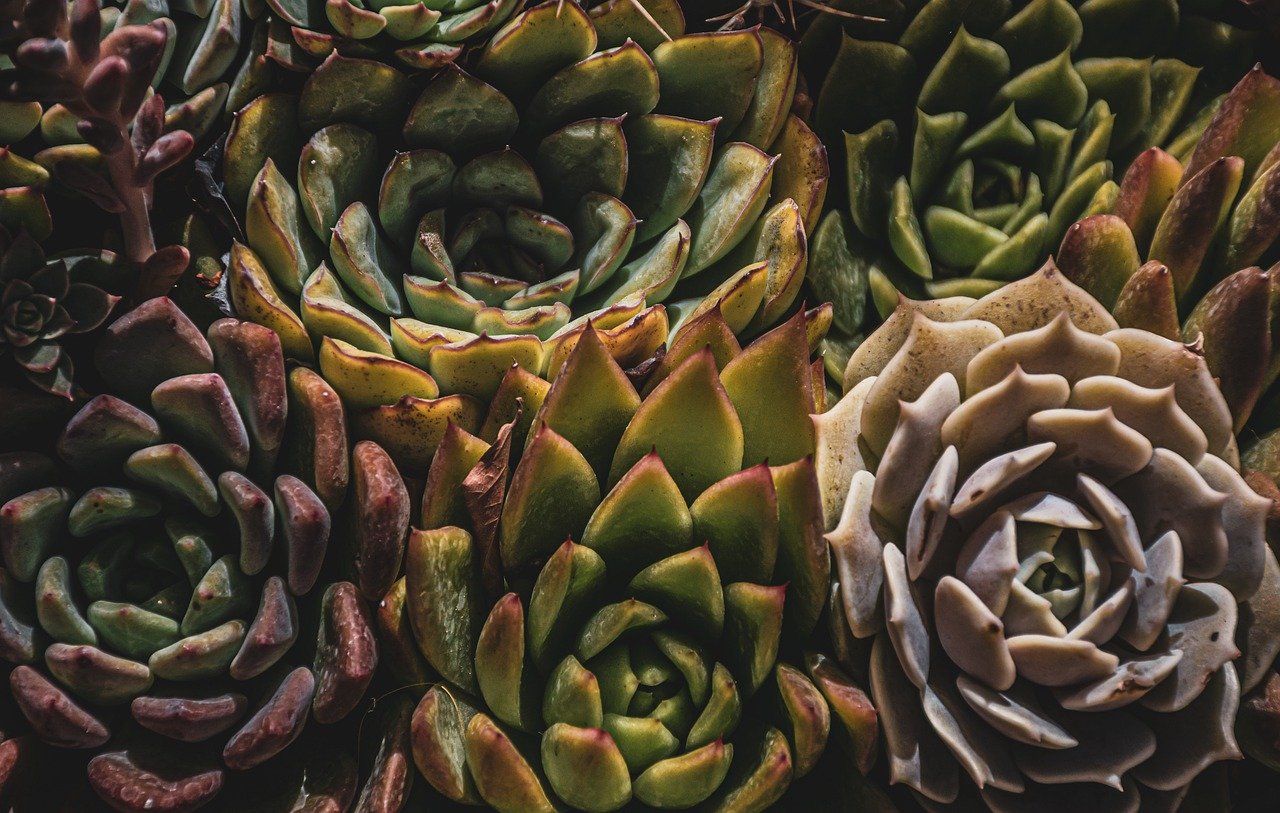 scopri l'arte del giardinaggio succulento: consigli pratici, varietà affascinanti e tecniche per coltivare piante grasse rigogliose e sane nel tuo giardino o sul balcone.