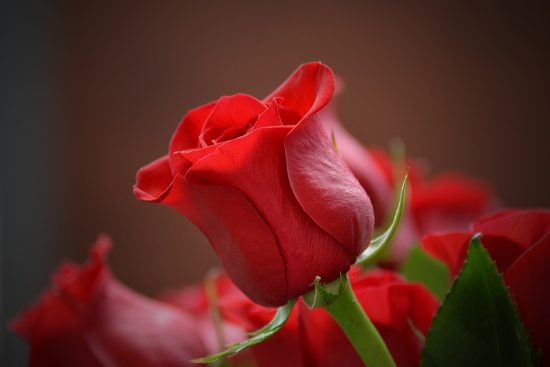 scopri la bellezza di un bouquet di rose fresche, perfetto per ogni occasione. un regalo romantico che esprime amore e affetto, accompagnato da frasi poetiche e colori vivaci.