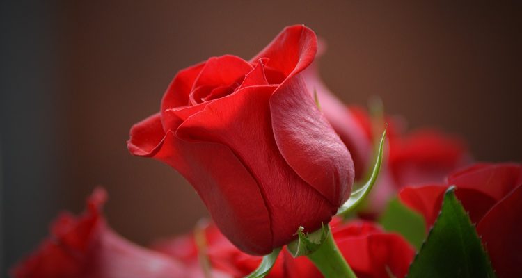 scopri la bellezza di un bouquet di rose fresche, perfetto per ogni occasione. un regalo romantico che esprime amore e affetto, accompagnato da frasi poetiche e colori vivaci.