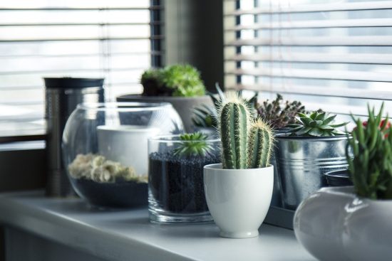 scopri il meraviglioso mondo del giardinaggio domestico! impara come coltivare le tue piante con facilità, creare spazi verdi e godere dei frutti del tuo lavoro. perfetto per principianti e appassionati!