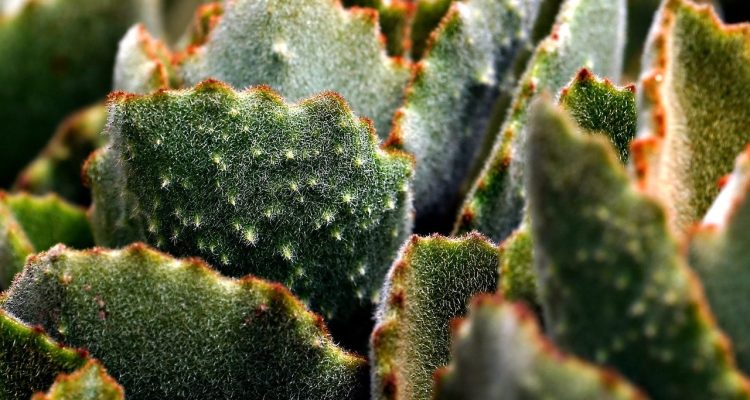 scopri i migliori consigli per la cura dei cactus! impara come innaffiare, potare e mantenere in salute le tue piante grasse per un giardino verde e rigoglioso.