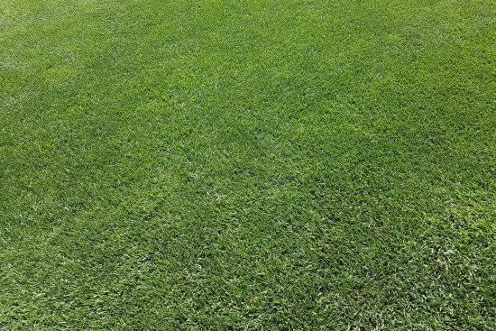 scopri i migliori consigli per la cura del prato. mantieni il tuo giardino verde e sano con tecniche di manutenzione efficaci e prodotti di alta qualità. trasforma il tuo spazio esterno in un'oasi di bellezza!