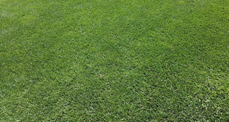 scopri i migliori consigli per la cura del prato. mantieni il tuo giardino verde e sano con tecniche di manutenzione efficaci e prodotti di alta qualità. trasforma il tuo spazio esterno in un'oasi di bellezza!