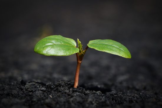 terriccio per piante di alta qualità, ideale per la crescita sana e rigogliosa delle tue piante. scopri la miscela perfetta per ogni tipo di pianta, che garantisce drenaggio e nutrimento ottimale.