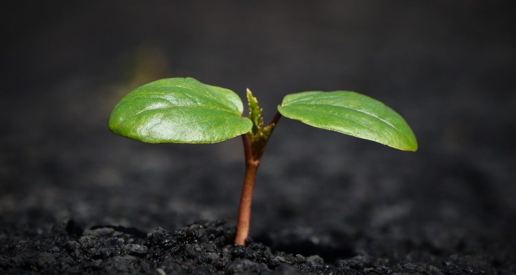 terriccio per piante di alta qualità, ideale per la crescita sana e rigogliosa delle tue piante. scopri la miscela perfetta per ogni tipo di pianta, che garantisce drenaggio e nutrimento ottimale.