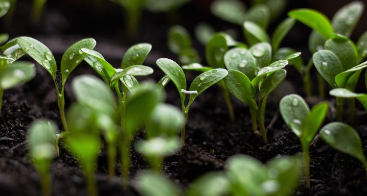 scopri l'importanza della sostenibilità per il nostro pianeta. esplora pratiche ecologiche, stili di vita sostenibili e come ciascuno di noi può contribuire a un futuro più verde e responsabile.