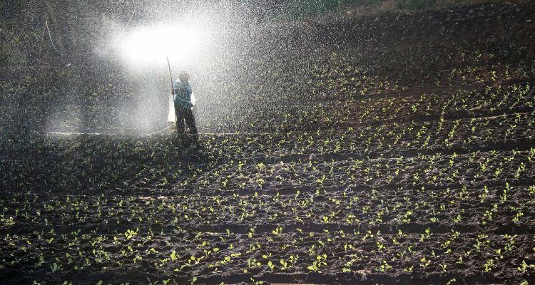 scopri il mondo dei fertilizzanti: come migliorare la crescita delle tue piante e ottimizzare la produttività del tuo giardino. consigli e suggerimenti per scegliere il fertilizzante giusto!