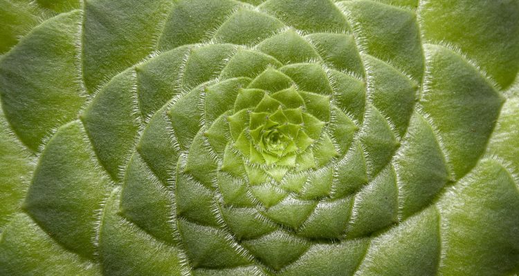 scopri il mondo delle piante da giardino: suggerimenti per la scelta, la cura e la coltivazione di piante che trasformeranno il tuo spazio esterno in un paradiso verde. esplora varietà, design e come ottenere il massimo dal tuo giardino.