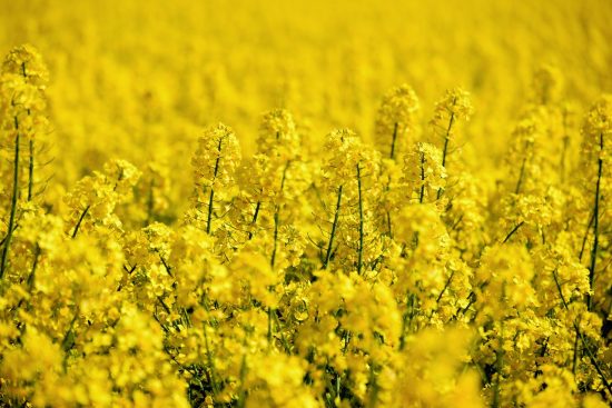 scopri come ottimizzare la gestione delle colture per aumentare la produttività e sostenibilità delle tue terre. strategie innovative, tecnologie moderne e pratiche agricole efficaci per un'agricoltura di successo.