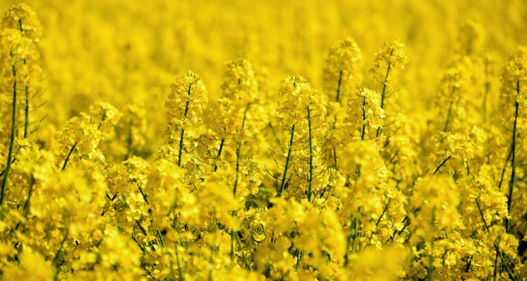 scopri come ottimizzare la gestione delle colture per aumentare la produttività e sostenibilità delle tue terre. strategie innovative, tecnologie moderne e pratiche agricole efficaci per un'agricoltura di successo.