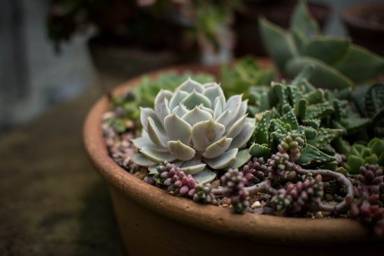 scopri l'arte del giardinaggio e impara a coltivare piante e fiori nel tuo spazio verde. dai consigli pratici alla scelta delle piante, esplora il mondo del gardening per trasformare il tuo giardino in un paradiso naturale.