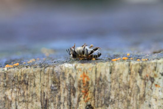 esplora il mondo dei pesticidi: scopri le loro applicazioni, i benefici e i rischi per la salute e l'ambiente. informazioni essenziali per agricoltori e consumatori.
