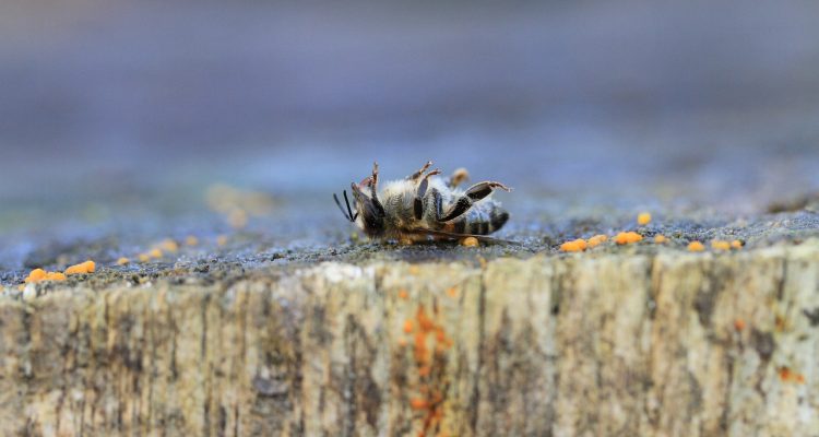 esplora il mondo dei pesticidi: scopri le loro applicazioni, i benefici e i rischi per la salute e l'ambiente. informazioni essenziali per agricoltori e consumatori.