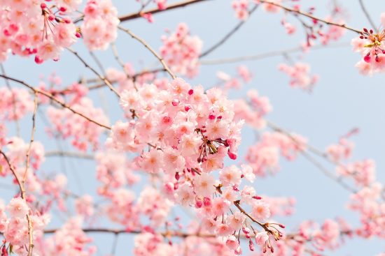 scopri la bellezza delle fioriture in questo articolo, dove esploriamo varietà di fiori, consigli per la cura e l'importanza dei fiori nel nostro ambiente.