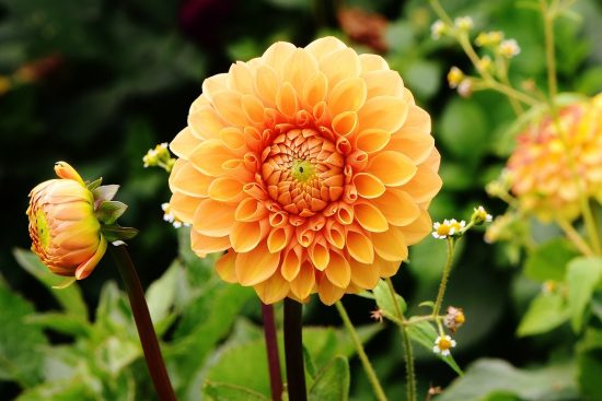 scopri la bellezza dei fiori da giardino: varietà, colori e consigli per creare il tuo angolo verde ideale. trasforma il tuo spazio esterno in un paradiso floreale!