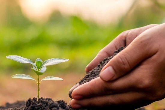 scopri i vantaggi del suolo per l'ambiente e l'agricoltura. approfondisci come un suolo sano contribuisce alla biodiversità, migliora la qualità dell'acqua e supporta la crescita delle piante.