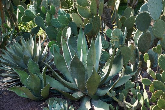 esplora il meraviglioso mondo dei cactus! scopri le diverse specie, i loro utilizzi in giardinaggio e bellezza, e come curarli per mantenere la tua casa decorata con queste affascinanti piante succulente.