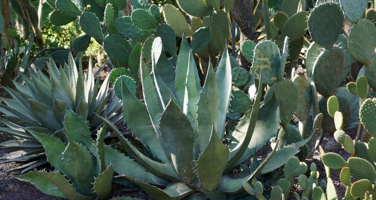 esplora il meraviglioso mondo dei cactus! scopri le diverse specie, i loro utilizzi in giardinaggio e bellezza, e come curarli per mantenere la tua casa decorata con queste affascinanti piante succulente.