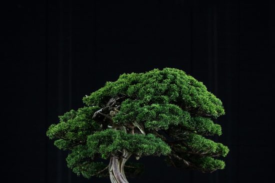 scopri l'affascinante mondo dei bonsai: una guida completa sulla cura, la coltivazione e le tecniche per mantenere questi alberi in miniatura che portano armonia e bellezza nel tuo spazio. esplora stili e varietà per trovare il bonsai perfetto per te!