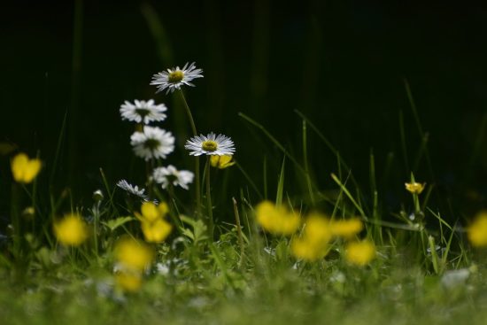 scopri come ottenere un prato lussureggiante e verde tutto l'anno. segui i nostri consigli su cura, irrigazione e manutenzione per un giardino impeccabile.
