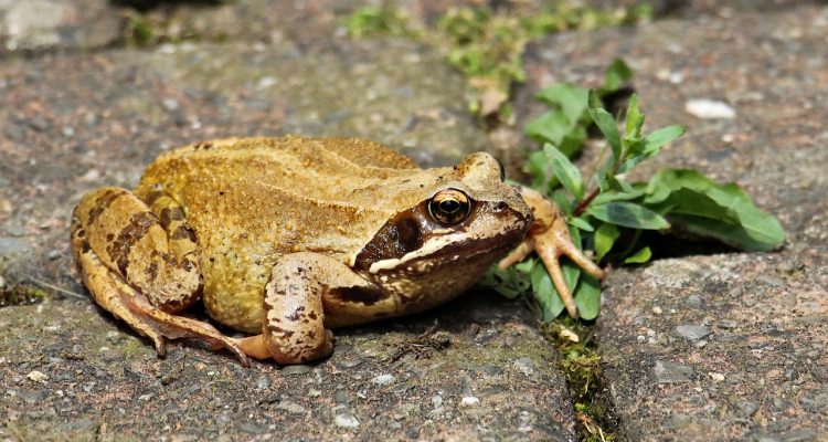 scopri tutto quello che c'è da sapere sulle erbacce: identificazione, gestione e strategie per mantenerle sotto controllo nel tuo giardino o campo.