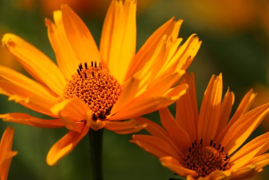 scopri il mondo affascinante degli arbusti: piante versatili che abbelliscono giardini e spazi esterni. scopri varietà, cura e consigli per creare un paesaggio rigoglioso.
