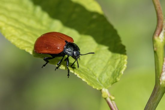 scopri come gestire ed eliminare i parassiti che infestano la tua casa e giardino. trova soluzioni efficaci e naturali per proteggere il tuo spazio dagli insetti e roditori indesiderati.
