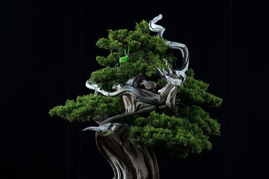 scopri l'affascinante mondo dei bonsai: un'arte antica che combina bellezza e pazienza. impara a coltivare e prenderti cura di questi alberi in miniatura, portando un tocco di serenità e natura nel tuo spazio abitativo.