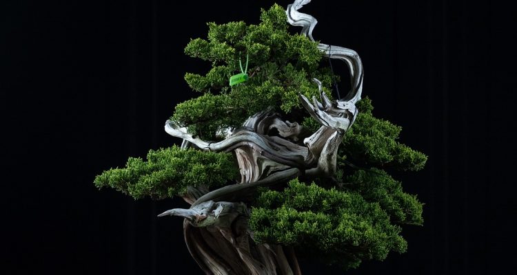 scopri l'affascinante mondo dei bonsai: un'arte antica che combina bellezza e pazienza. impara a coltivare e prenderti cura di questi alberi in miniatura, portando un tocco di serenità e natura nel tuo spazio abitativo.