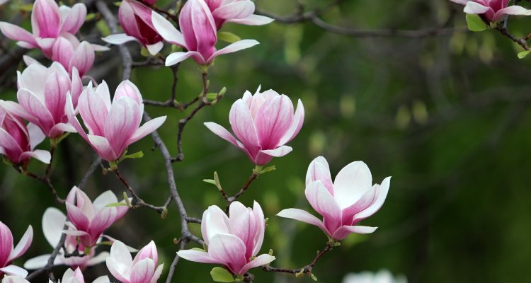 scopri l'affascinante mondo della fioritura: dai segreti delle piante in fiore alle migliori tecniche di giardinaggio. esplora varietà, colori e profumi che trasformeranno il tuo spazio verde in un'oasi di bellezza.