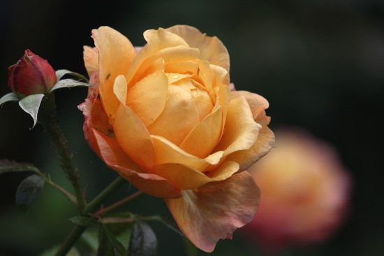 scopri i segreti della coltivazione delle rose, dalla scelta delle varietà alla cura delle piante. impara a coltivare rose rigogliose e profumate nel tuo giardino con i nostri consigli esperti.
