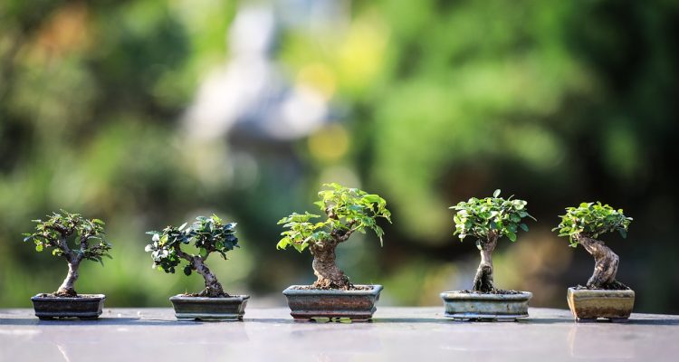 scopri il meraviglioso mondo dei bonsai, piante miniature che rappresentano un'arte millenaria. impara le tecniche di coltivazione, cura e design per creare il tuo bonsai unico e affascinante.