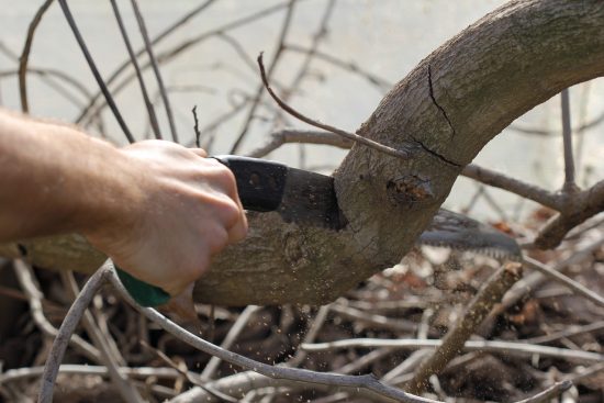 scopri le migliori forbici da potatura per curare il tuo giardino. strumenti di alta qualità per potare piante e arbusti con precisione e facilità. ideali per appassionati di giardinaggio e professionisti.