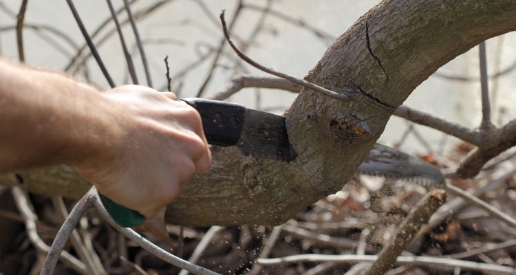 scopri le migliori forbici da potatura per curare il tuo giardino. strumenti di alta qualità per potare piante e arbusti con precisione e facilità. ideali per appassionati di giardinaggio e professionisti.