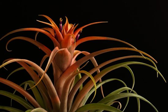 scopri il delizioso mondo dei succulenti! queste piante grasse non sono solo affascinanti per il loro aspetto unico, ma sono anche facili da curare. aggiungi un tocco di verde alla tua casa con i succulenti, perfetti per ogni ambiente.
