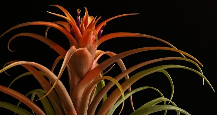 scopri il delizioso mondo dei succulenti! queste piante grasse non sono solo affascinanti per il loro aspetto unico, ma sono anche facili da curare. aggiungi un tocco di verde alla tua casa con i succulenti, perfetti per ogni ambiente.