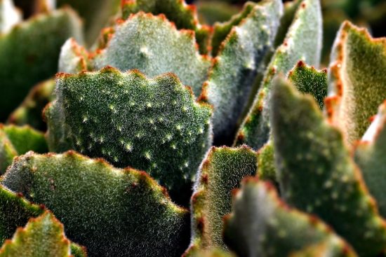 scopri il meraviglioso mondo dei cactus! esplora le varietà, i consigli per la cura e le curiosità su queste piante succulente che adornano giardini e interni con il loro fascino unico.