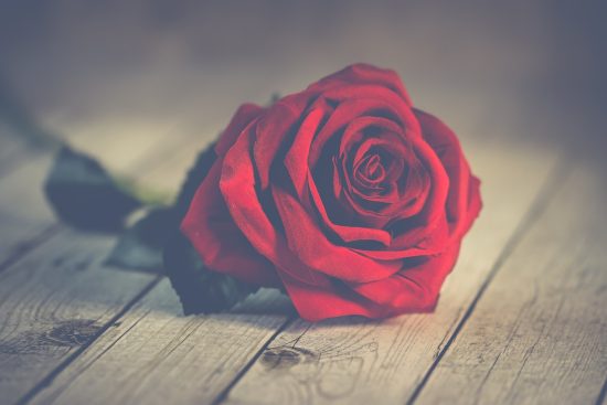 esplora la bellezza delle rose: simbolo d'amore e passione, queste fioriture incantevoli sono disponibili in diverse varietà e colori. scopri i segreti per curarle, le loro significati e come utilizzarle per decorare i tuoi spazi.