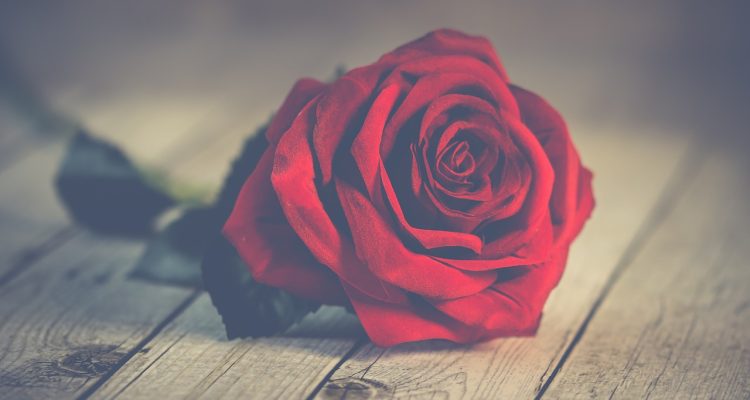 esplora la bellezza delle rose: simbolo d'amore e passione, queste fioriture incantevoli sono disponibili in diverse varietà e colori. scopri i segreti per curarle, le loro significati e come utilizzarle per decorare i tuoi spazi.