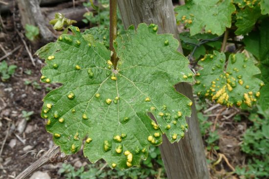 scopri come identificare e prevenire le malattie delle piante. esplora i sintomi comuni e le soluzioni efficaci per mantenere le tue piante sane e rigogliose.