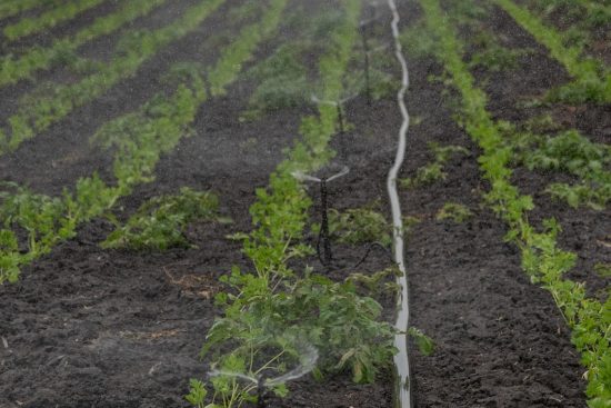 scopri le migliori tecniche di irrigazione per ottimizzare la crescita delle tue colture. approfondisci metodi innovativi e tradizionali per garantire un'efficace gestione dell'acqua nel tuo giardino o azienda agricola.