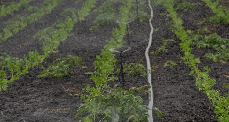 scopri le migliori tecniche di irrigazione per ottimizzare la crescita delle tue colture. approfondisci metodi innovativi e tradizionali per garantire un'efficace gestione dell'acqua nel tuo giardino o azienda agricola.
